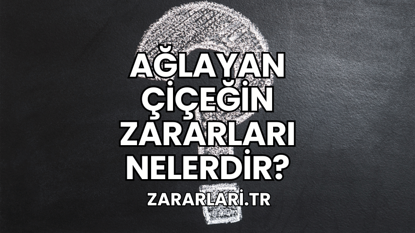 Ağlayan Çiçeğin Zararları Nelerdir?