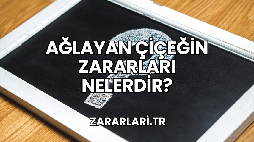 Ağlayan Çiçeğin Zararları Nelerdir?