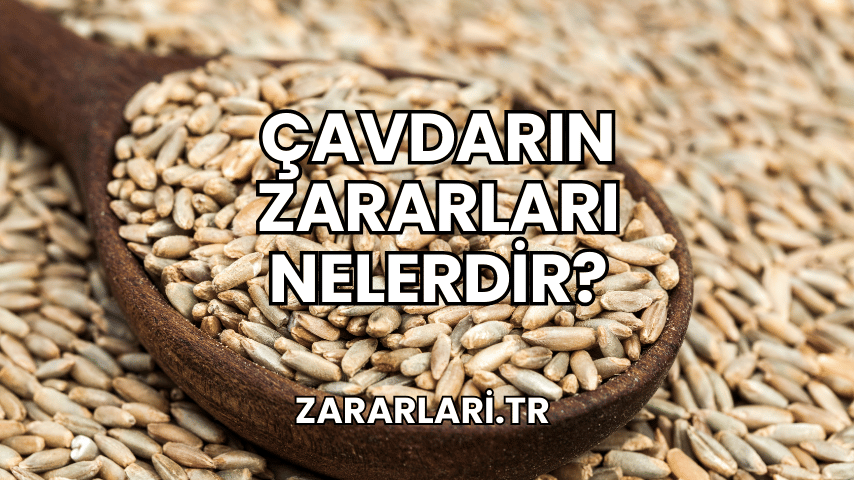 Çavdarın Zararları Nelerdir?