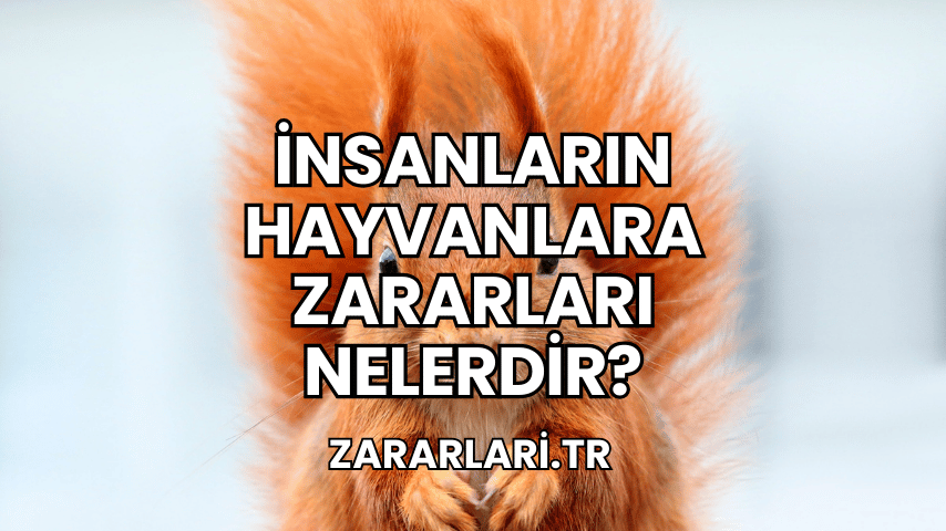 İnsanların Hayvanlara Zararları Nelerdir?