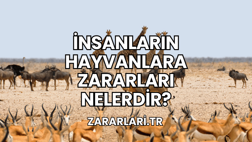 İnsanların Hayvanlara Zararları Nelerdir?