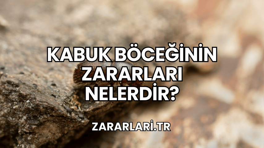 Kabuk Böceğinin Zararları Nelerdir?