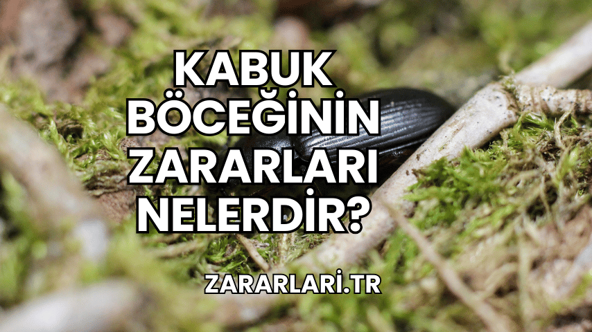 Kabuk Böceğinin Zararları Nelerdir?