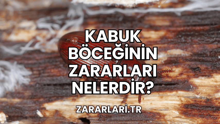 Kabuk Böceğinin Zararları Nelerdir?