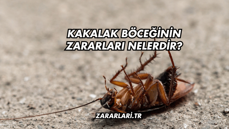 Kakalak Böceğinin Zararları Nelerdir?