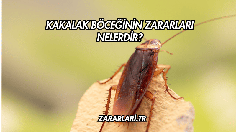 Kakalak Böceğinin Zararları Nelerdir?