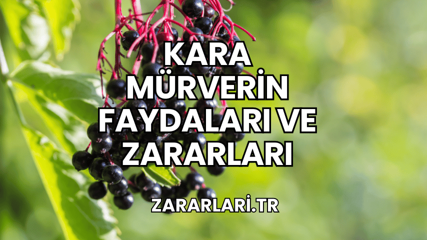 Kara Mürverin Faydaları ve Zararları