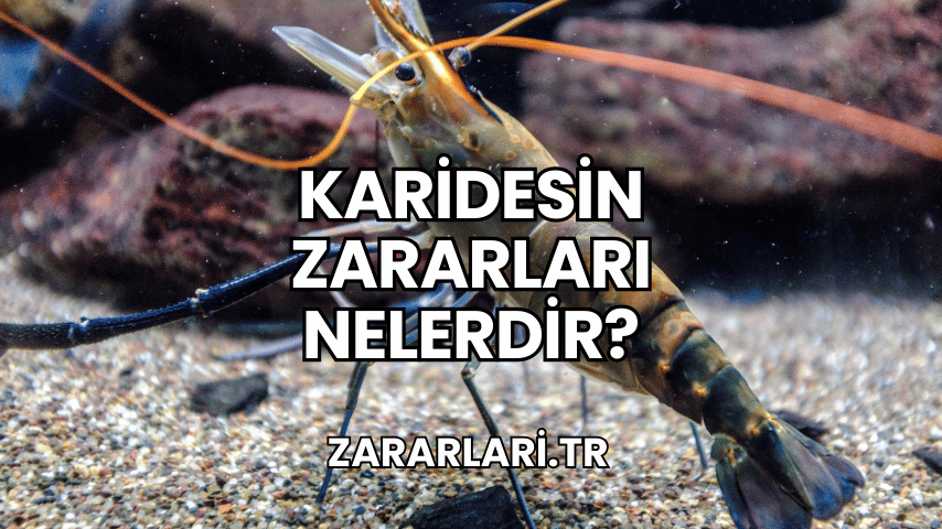 Karidesin Zararları Nelerdir?