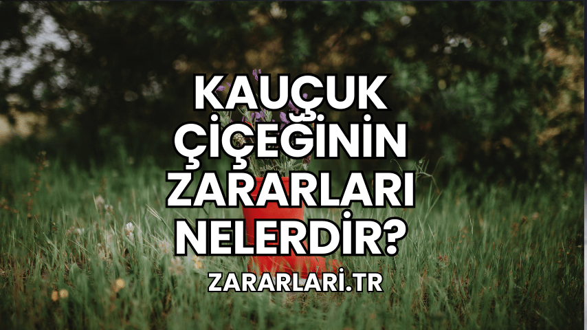 Kauçuk Çiçeğinin Zararları Nelerdir?