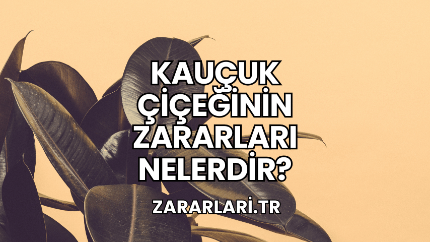 Kauçuk Çiçeğinin Zararları Nelerdir?