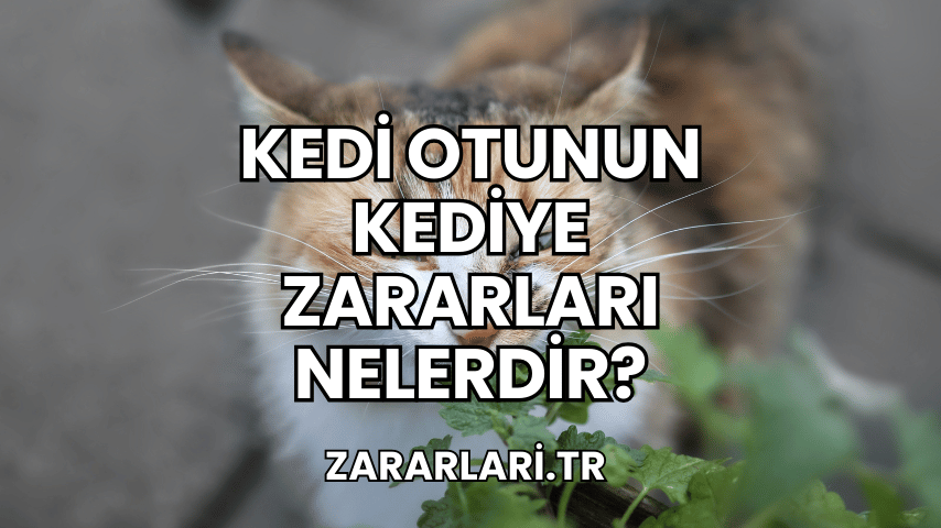 Kedi Otunun Kediye Zararları Nelerdir?