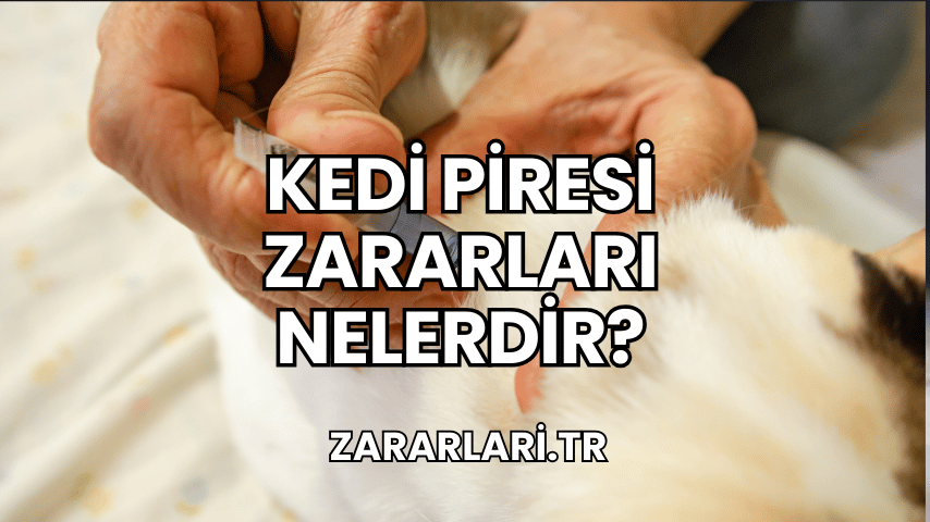 Kedi Piresi Zararları Nelerdir?