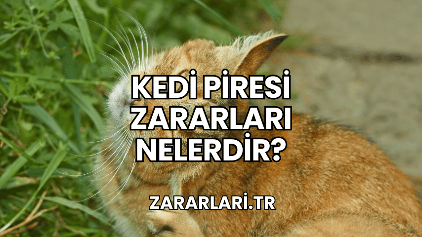 Kedi Piresi Zararları Nelerdir?