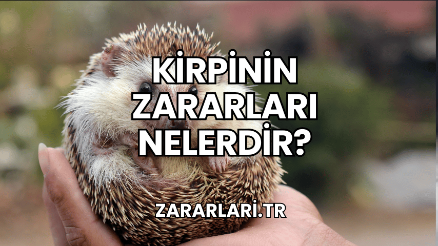 Kirpinin Zararları Nelerdir?