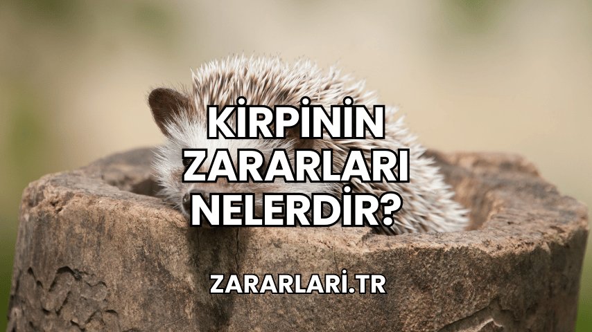 Kirpinin Zararları Nelerdir?