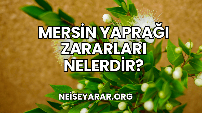 Mersin Yaprağı Zararları Nelerdir