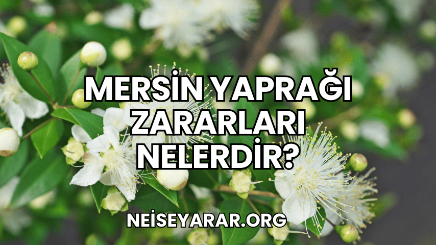 Mersin Yaprağı Zararları Nelerdir