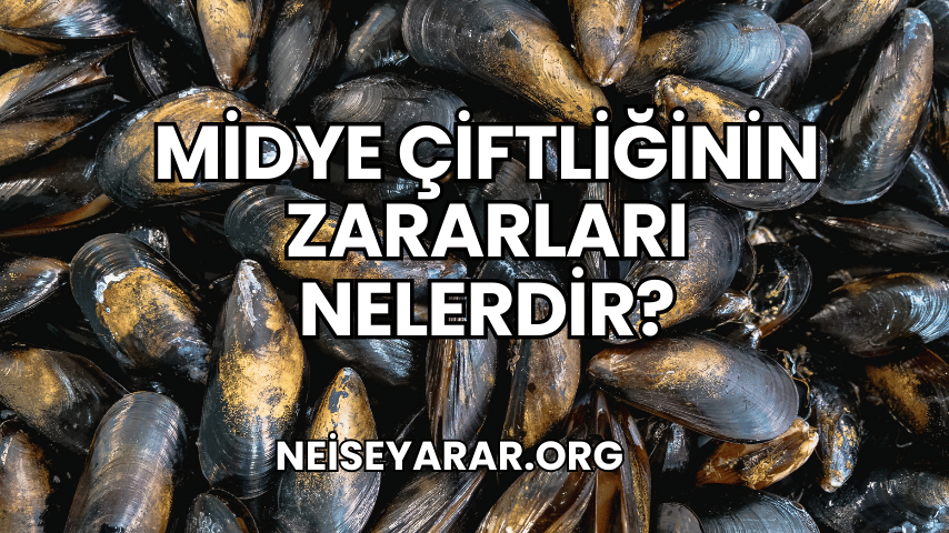 Midye Çiftliğinin Zararları Nelerdir?