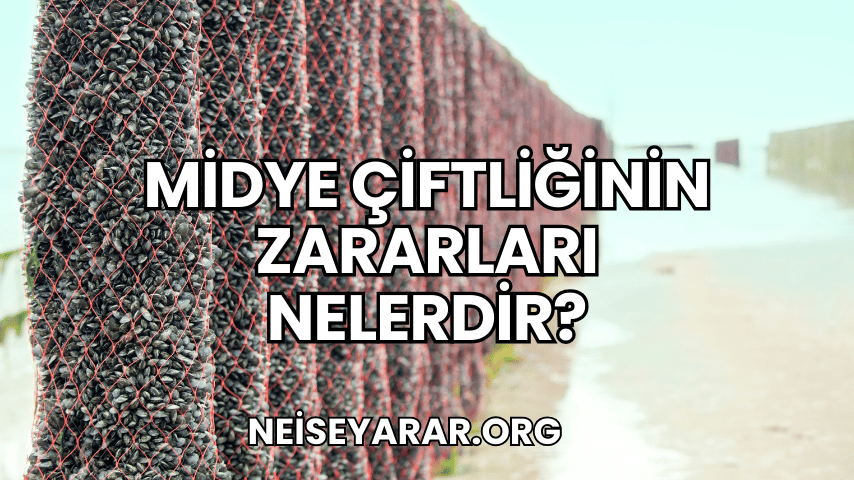 Midye Çiftliğinin Zararları Nelerdir?