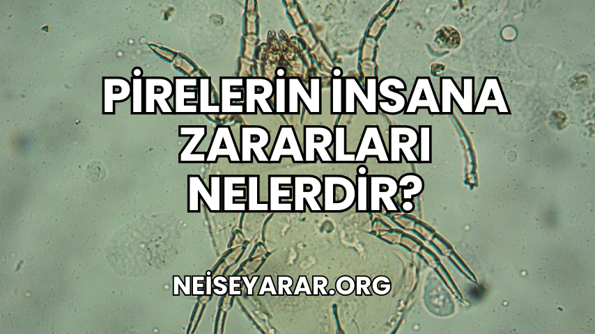 Pirelerin İnsana Zararları Nelerdir?