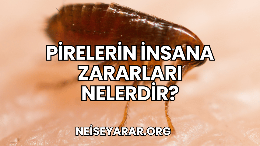 Pirelerin İnsana Zararları Nelerdir?