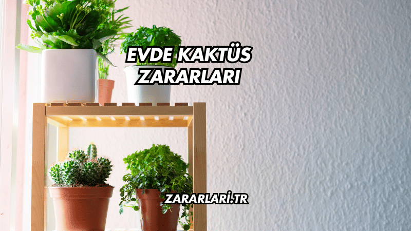 Evde Kaktüs Zararları