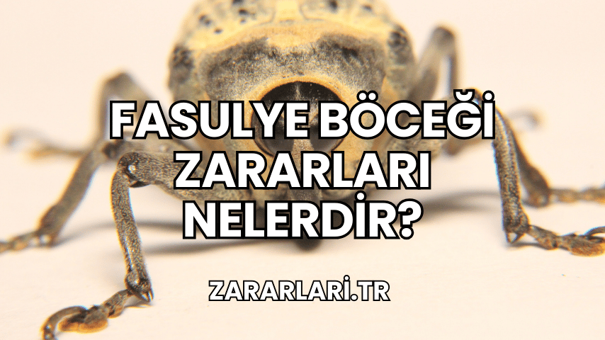 Fasulye Böceği Zararları Nelerdir?