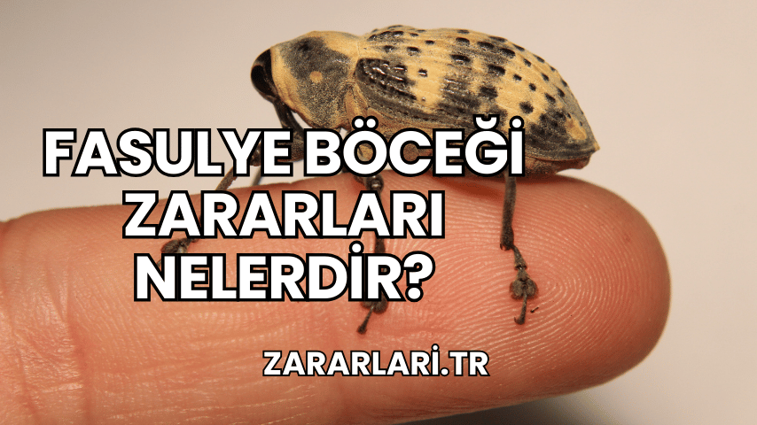 Fasulye Böceği Zararları Nelerdir?