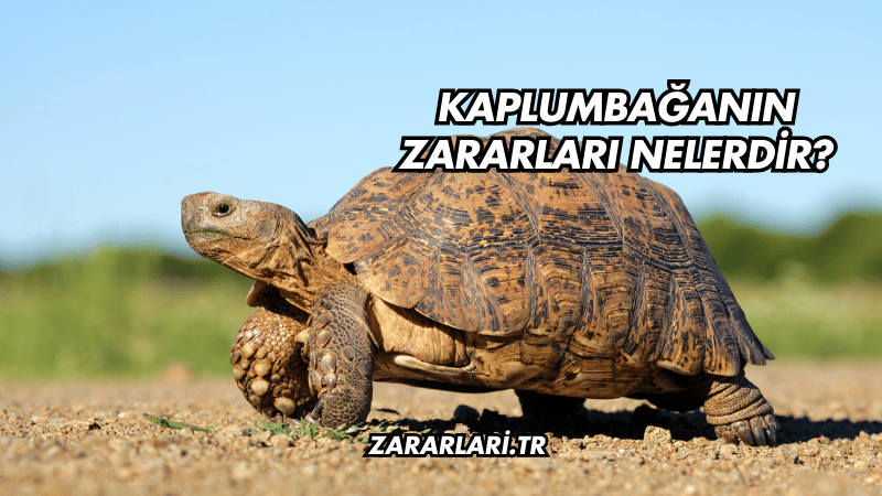 Kaplumbağanın Zararları Nelerdir?