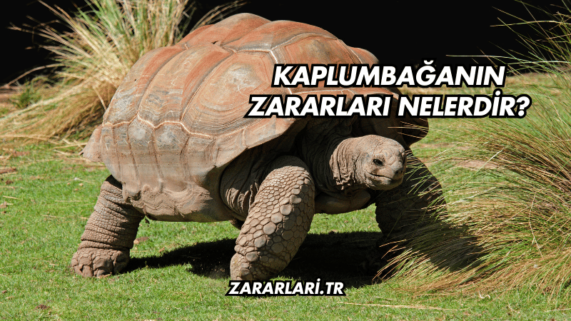 Kaplumbağanın Zararları Nelerdir?