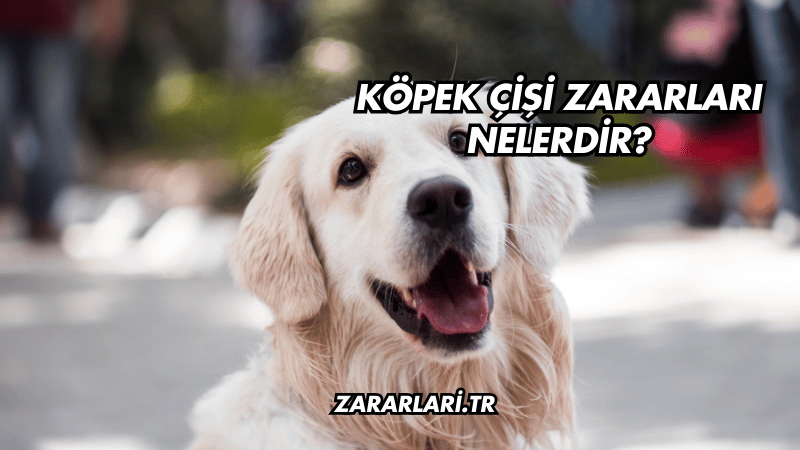 Köpek Çişi Zararları Nelerdir?