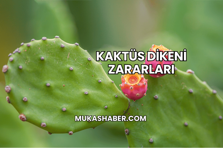 Kaktüs Dikeni Zararları