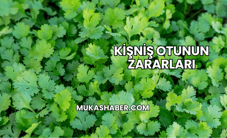 Kişniş Otunun Zararları